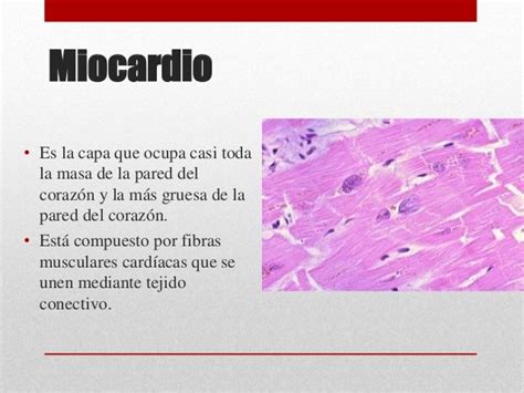 La Célula Cardiaca Y Sus Funciones