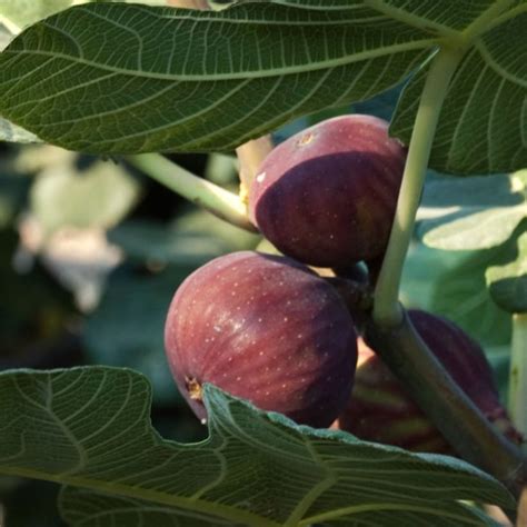 Black Figs Özler Ziraat