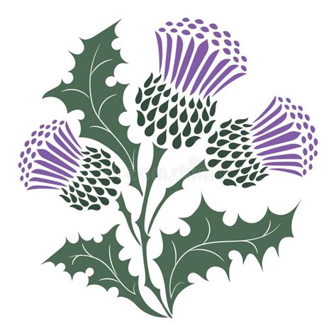 Scottish Thistle Stock Illustrations – 880 Scottish Thistle Stock ...