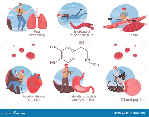 Adrenalin Hormone Set Stock Vector Illustration Of Organism 228423051