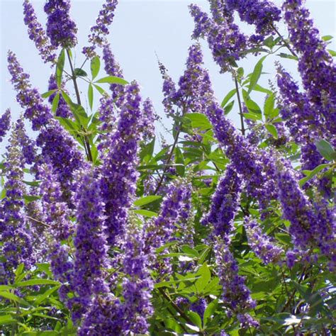 Купить семена Витекс священный или Авраамово дерево Vitex agnus castus ...