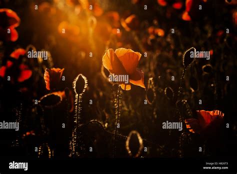 wild poppy field - Armistice day background Stock Photo - Alamy