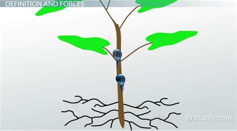 Capillary Action in Plants: Definition & Examples - Video & Lesson ...