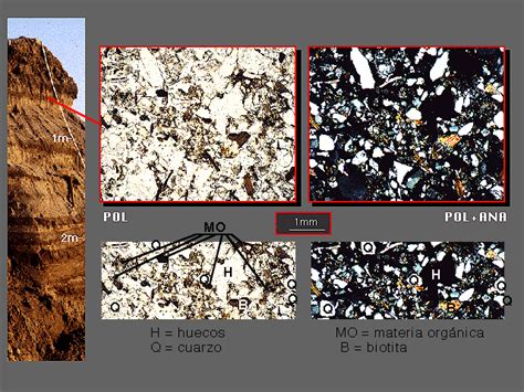 Micromorfologia De Un Fluvisol Eutrico