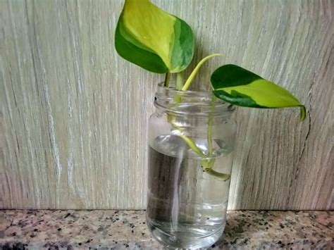 How to Care for Philodendrons Indoors