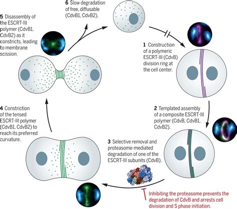 The Proteasome Controls Escrt Iiimediated Cell Division In An Archaeon