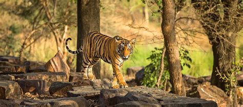 Ranthambore Tiger Cub