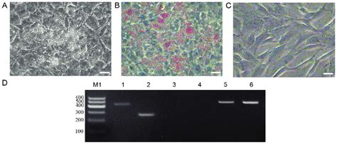 Adipogenic Induction Of Bm Mscs A Following Days Of Incubation In