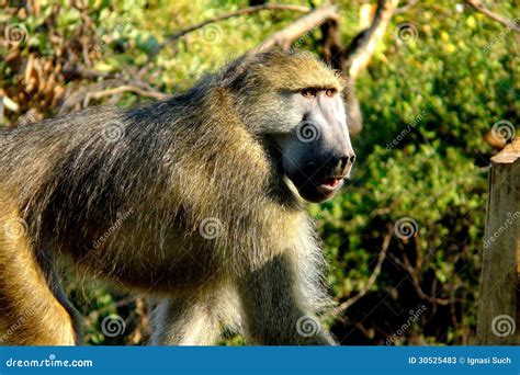 Baboon In Botswana Africa Stock Image Image Of Wildlife 30525483