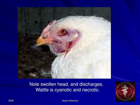 PPT Avian Influenza Symptoms In Birds PowerPoint Presentation Free