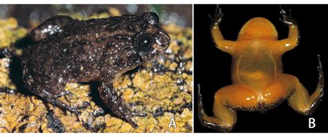 A B Nyctibatrachus Deccanensis Zsi Wgrc V A A Specimen From