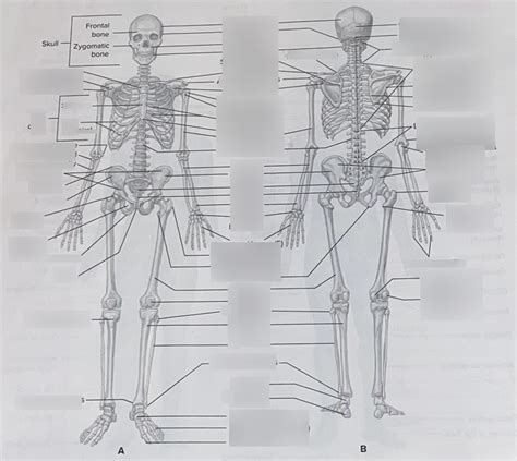 Kines Skeletal System Diagram Quizlet