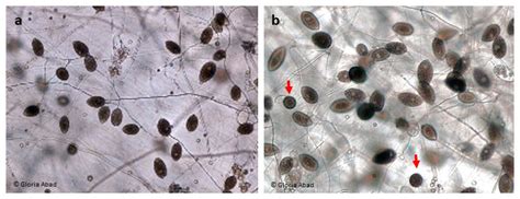 Phytophthora Citrophthora Idphy