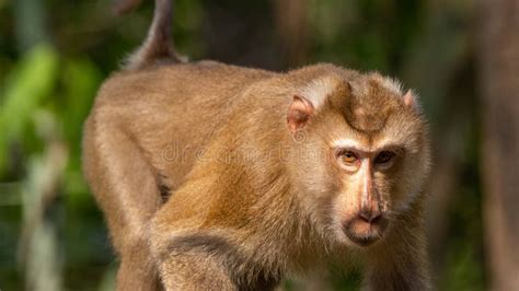 Monkey Drinking Water In Puddles On The Ground Stock Photo Image Of