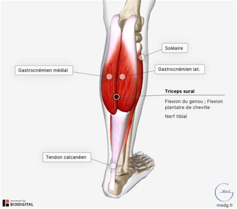 TP SVT Enregistrer la réponse du muscle extenseur lors du réflexe