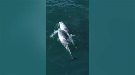 Dolphin Collision Whalewatching Dolphins Tail Fin Breach Jump