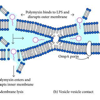 Antibacterial Mechanisms Of Polymyxin A Classic Mechanism Of