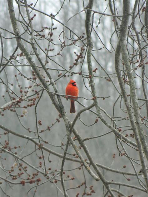 Cardinal State Bird West Virginia State Birds Virginia