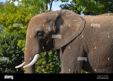 African Elephant Side View Hi Res Stock Photography And Images Alamy