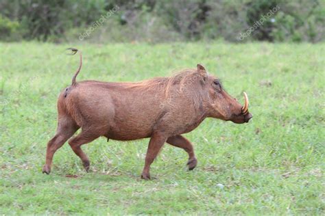 Warthog Running — Stock Photo © Fouroaks 3064392