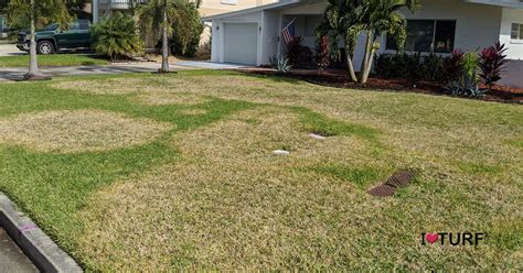 Brown Patch Is A Cool Weather Disease In St Augustine Lawns Apl Pest Control