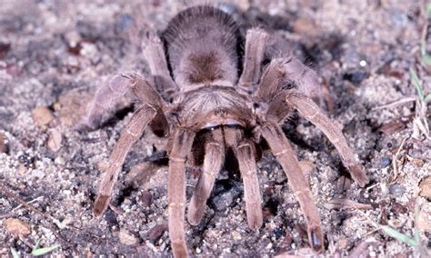 8 Spiders In Australia - A-Z Animals