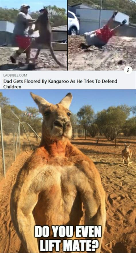 Kangaroo be like : r/memes