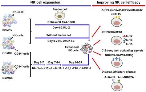 Frontiers Developmental And Functional Control Of Natural Killer Cells By Cytokines