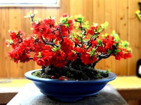 ¿cómo Decorar Tu Césped Con Plantas Bonsai Mis Plantas