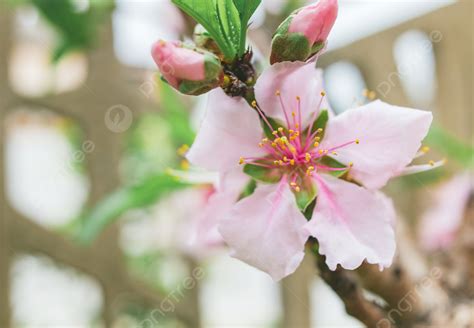 Fondo Flor Flor De Durazno Flor Equinoccio Vernal Primavera Fotografía