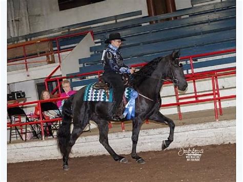 Trail Show Tennessee Walker