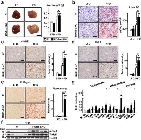 Liver specific KO of RORα enhances susceptibility to HFD induced