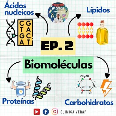 Biomol Culas Prote Nas Carbohidratos L Pidos Y Cidos Nucleicos