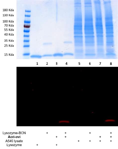 A Coomassie Blue Stained And B Fluorescence Staining Exc Nm