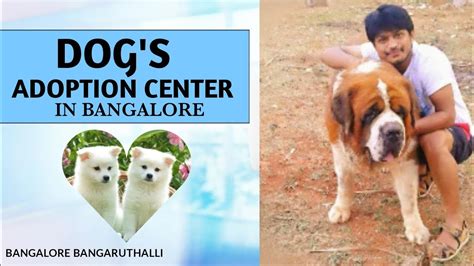 Free Dogs Adoption Center In Bangalore Bhavi M Youtube