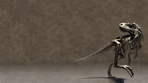 Tyrannosaurus Rex skeleton, dinosaurs, skeleton HD wallpaper ...