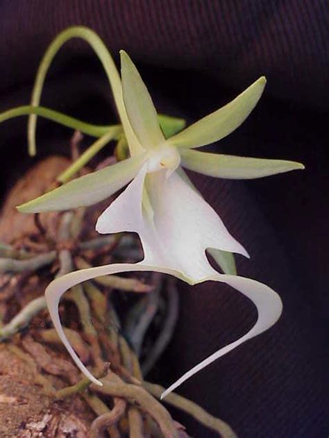 The Mysterious Beauty of Florida's Ghost Orchid and the Battle to Save ...