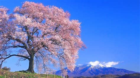 4k映像 桜の名所「わに塚の桜 春」cherry Blossom Japan 日本を代表する一本桜 満開直前 お花見 日本の美しい四季 山梨県韮崎市 4月上旬 絶景自然風景 Youtube