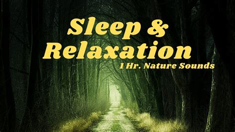 Sleep And Relaxation Nature Sounds Crickets Summer Night Sleep Music Youtube