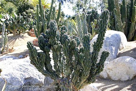 Types Of Cactus Details Photos Labelled And Varieties Debra Lee