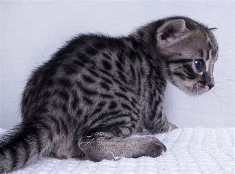 Savannah Cat F5