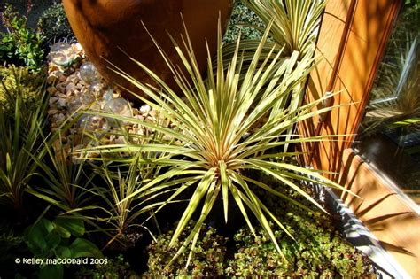 PlantFiles Pictures Cordyline Cabbage Palm Cabbage Tree Ti Kouka