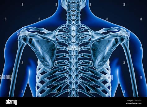 Posterior Or Back View Of Accurate Human Scapula Or Shoulder Bones