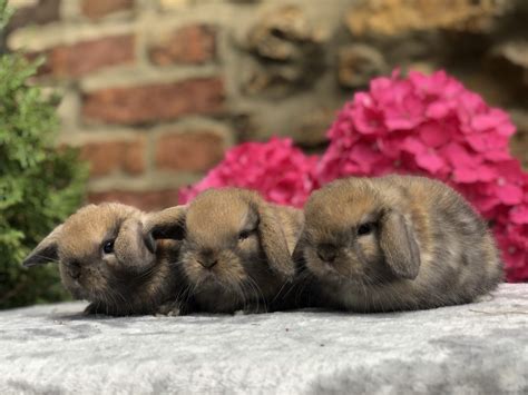 Camada Mini Lop Nube Y Conde Conejos Enanos Siero