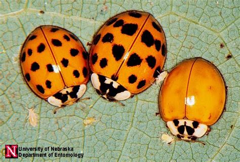 A Farmgirl's View: Ladybugs vs. Imposters...