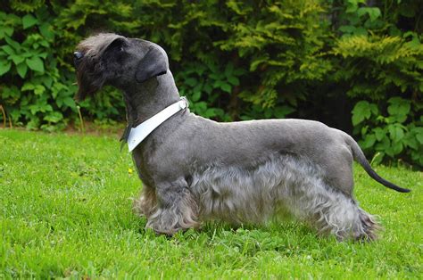 Cesky Terrier - Puppies, Rescue, Pictures, Information, Temperament ...