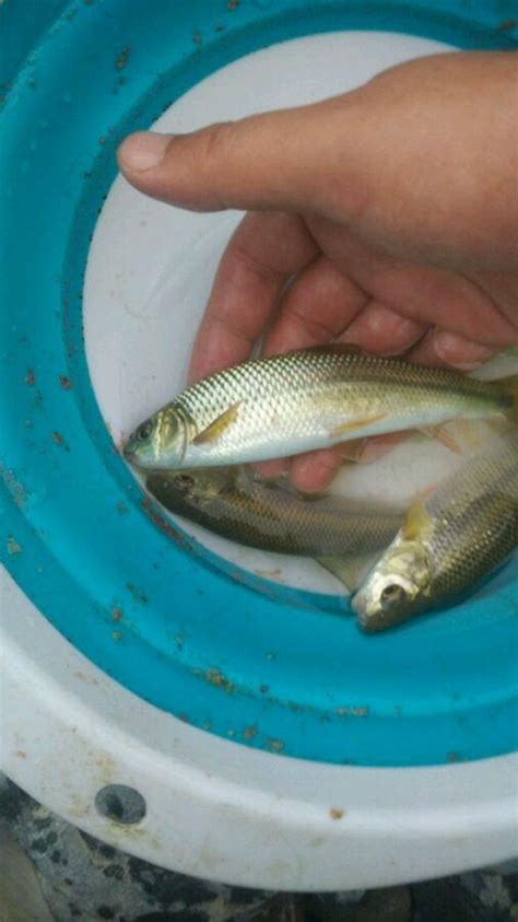 深山小石潭裏，釣到一窩野魚，像餐條，吃完發現這魚兩百一斤 每日頭條