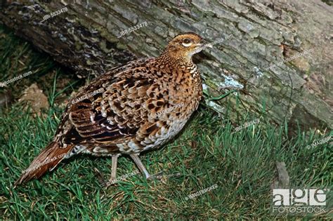 Copper Pheasant, Copper pheasants, endemic, pheasant, chicken birds, animals, birds, Stock Photo ...