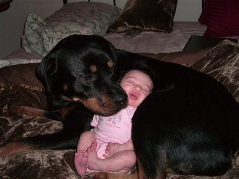 Do Rottweilers Like To Cuddle