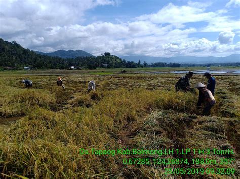 Kinalang In Totabuan Babinsa Bantu Petani Panen Padi